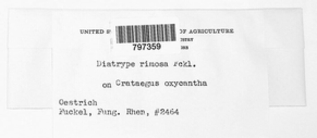 Diatrype rimosa image